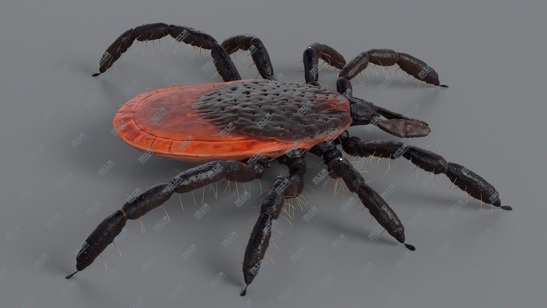 images/goods_img/2021040233/Realistic Tick model/3.jpg